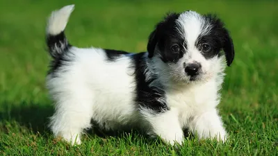 Силуэт черно-белый рисунок собаки | Премиум Фото