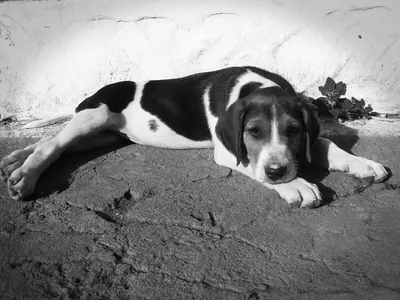 Собака черно-белая | Премиум Фото
