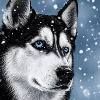 Черно белая собака,породы ретривер» — создано в Шедевруме