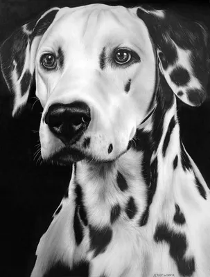 Черно-белый рисунок собаки с биркой с надписью «собака». | Премиум векторы