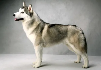 Северная Инуитская собака (64 фото)