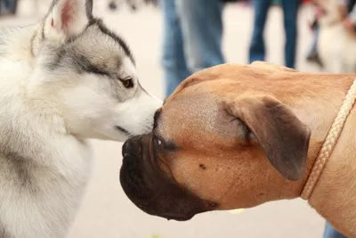 Порода северная инуитская собака - Породы собак обзор на Gomeovet