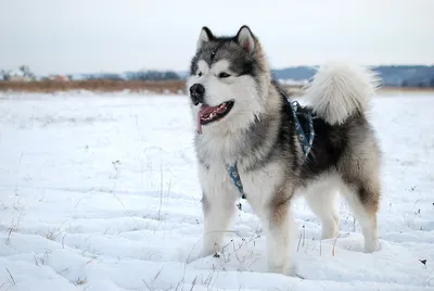О породах собак. Северные ездовые собаки, часть 3. Аляскинский маламут,  гренландская собака, канадская эскимосская собака, чинук. | Пикабу
