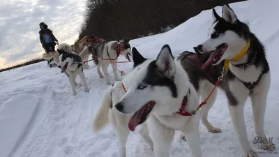 Осиплые северные собаки зимы Стоковое Фото - изображение насчитывающей рот,  спорт: 81036108