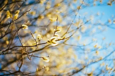 Фотография весеннее солнце №104257 - «Весна-красна!» (17.12.2023 - 02:22)