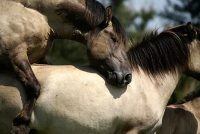 Сроки и скорость развития скелета у лошадей | Horse-Rehab.Ru