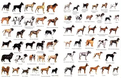 Список пород собак с картинками