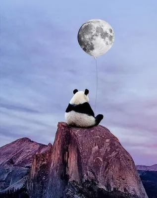 Панда иллюстрация - 40 фото