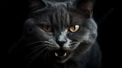 у черной кошки испуганное лицо, страшные картинки котов фон картинки и Фото  для бесплатной загрузки