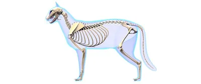 Скелет кошки: строение, функции скелета и описание костей | PRO PLAN