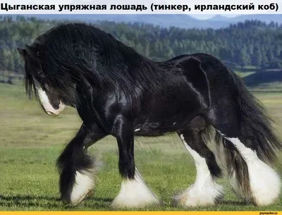 Молодые цыганские лошади удара Стоковое Фото - изображение насчитывающей  удар, трава: 26976098
