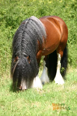Гиганты конного мира: Ирландский коб. Цыганская легенда с берегов Альбиона