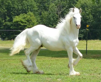цыганская лошадь vanner стоковое изображение. изображение насчитывающей  ангстрома - 67343351