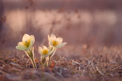 Уютный дом - Стирка ковров Уютный дом к вашим услугам!😍 На... | Facebook