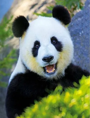 Весёлая панда в зимнем лесу …» — создано в Шедевруме