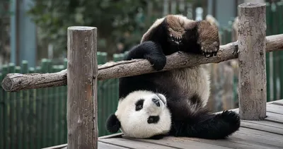 Веселая мультяшная панда стоковое фото ©julos 98304418