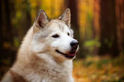 Собака Веселая Животное - Бесплатное фото на Pixabay - Pixabay