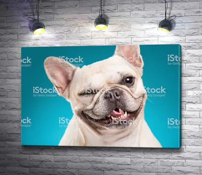 Картина по номерам,\"Живопись по номерам\",80 x 100, LI-08, мем собака  смешная , - купить с доставкой по выгодным ценам в интернет-магазине OZON  (1099883218)