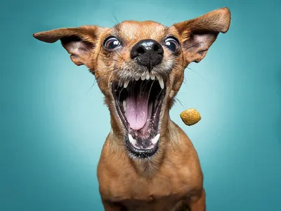 Не смешная собака» — создано в Шедевруме