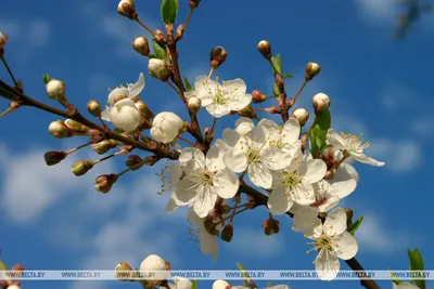 Картинки весна на заставку телефона (47 фото) • Прикольные картинки и  позитив | Цветок, Цветы, Весенние цветы