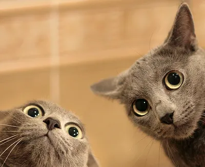 Самые смешные и нефотогеничные снимки кошек, опубликованные их владельцами  | Mixnews
