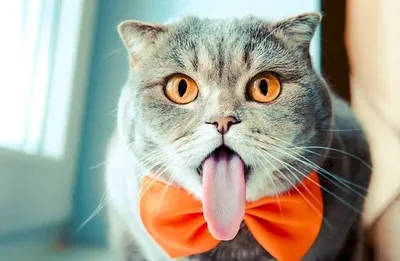Смешная кошка | Кошки, Смешные кошки, Смешно