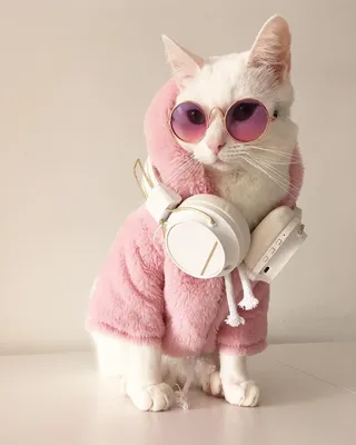 Прикольные коты 2019 года (50 фото) | Смешные фотографии кошек, Смешные  котята, Любители кошек