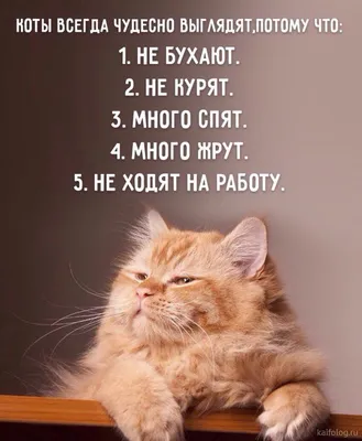Фото 3 Смешные кошки прошедшей недели | Rusbase