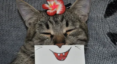 три смешные кошки с языком. веселый рисунок вручную в пастельных цветах.  футболка или наклейка. Стоковое Фото - изображение насчитывающей цветасто,  игрушка: 226676542