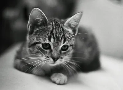 Милые смешные котята дома :: Стоковая фотография :: Pixel-Shot Studio