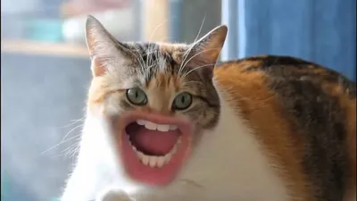 Смешные коты» — создано в Шедевруме