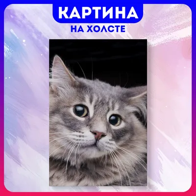 От улыбки станет всем светлей: смешные коты - 7Дней.ру