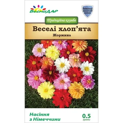 Георгина Миньон белая (Веселые Ребята). Купить семена цветов.