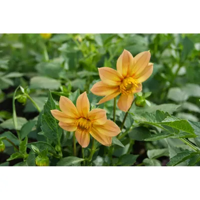 Семена Георгина \"Весёлые ребята\", цветы купить по цене 49 ₽ в  интернет-магазине KazanExpress