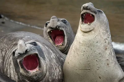 30 смешных фотографий животных: забавная подборка - Развлечения