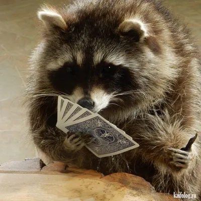 Эти забавные животные (45 фото) | Raccoon funny, Cute raccoon, Cute little  animals