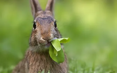 Весёлый чиби заяц, маленький зайчик…» — создано в Шедевруме