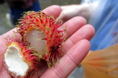 Вьетнамские тропические фрукты свежие мангостейские Стоковое Фото -  изображение насчитывающей пурпурово, раздел: 159999202