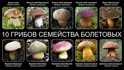 Виды белых грибов картинки