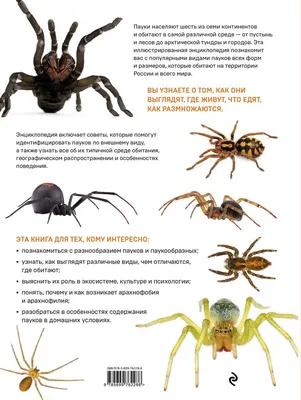 Виды пауков, которые встречаются в Марий Эл: кто опасен?