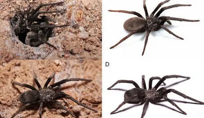 В Австралии открыли семь новых видов пауков-павлинов