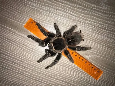 Ученые обнаружили 18 видов пауков-каннибалов - АЗЕРТАДЖ