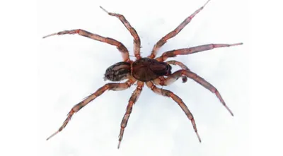 ᐅ Почему пауки поселяются в домах в холодное время года, как пауки выживают  зимой, как зимуют разные виды пауков