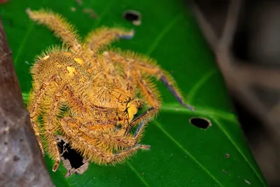 3 вида «домашних пауков», которые реально полезны в доме. Защищают от  насекомых и не несут вреда людям | Пикабу