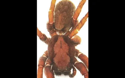 Арахнолог назвал новый вид пауков в честь Дэвида Боуи - Газета.Ru | Новости