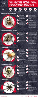Семь новых видов пауков найдены в Австралии | Живой уголок он-лайн |  Especies de aranhas, Especies de animais, Novas especies
