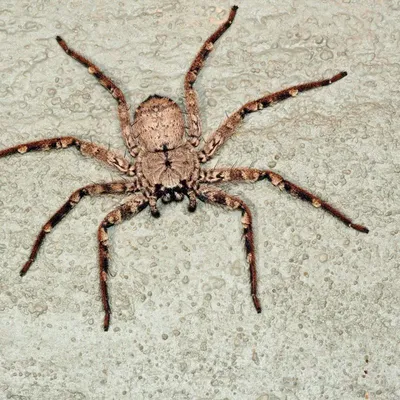 В Австралии открыли почти 40 новых видов пауков. Что в них особенного | РБК  Life
