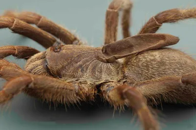 BB.lv: В Австралии открыли новый вид крупных подземных пауков