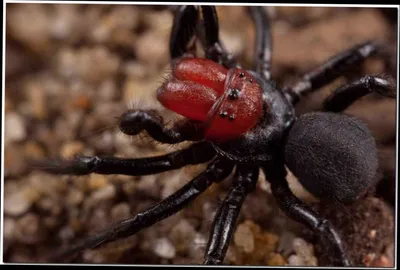 Невероятный мир пауков: 4 безопасных вида | Кто бы сомневался! | Дзен