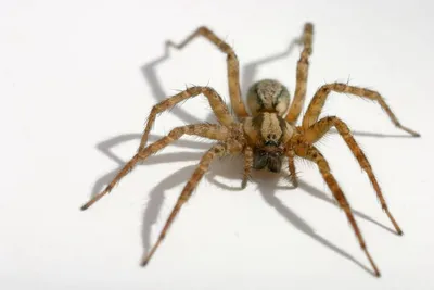 Ученые нашли уникальный вид пауков с «рогом» на спине